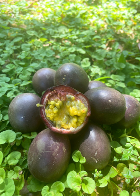 Passionfruit 'Black Beauty' (Passiflora edulis)